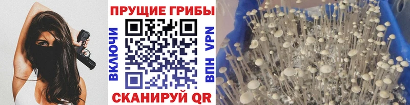 где купить Иркутск Псилоцибиновые грибы Psilocybine cubensis